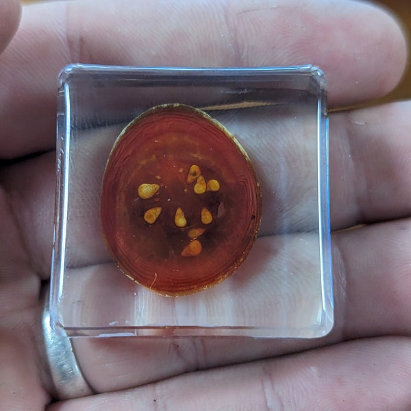 Tomato Slice - Cool Educational Gift for all - Modern Day Fossils - Fruit Preserved in Resin