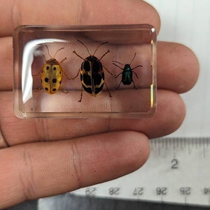 3 Leaf Beetles - Modern Day Fossils - Real Bugs Preserved in Lucite Resin