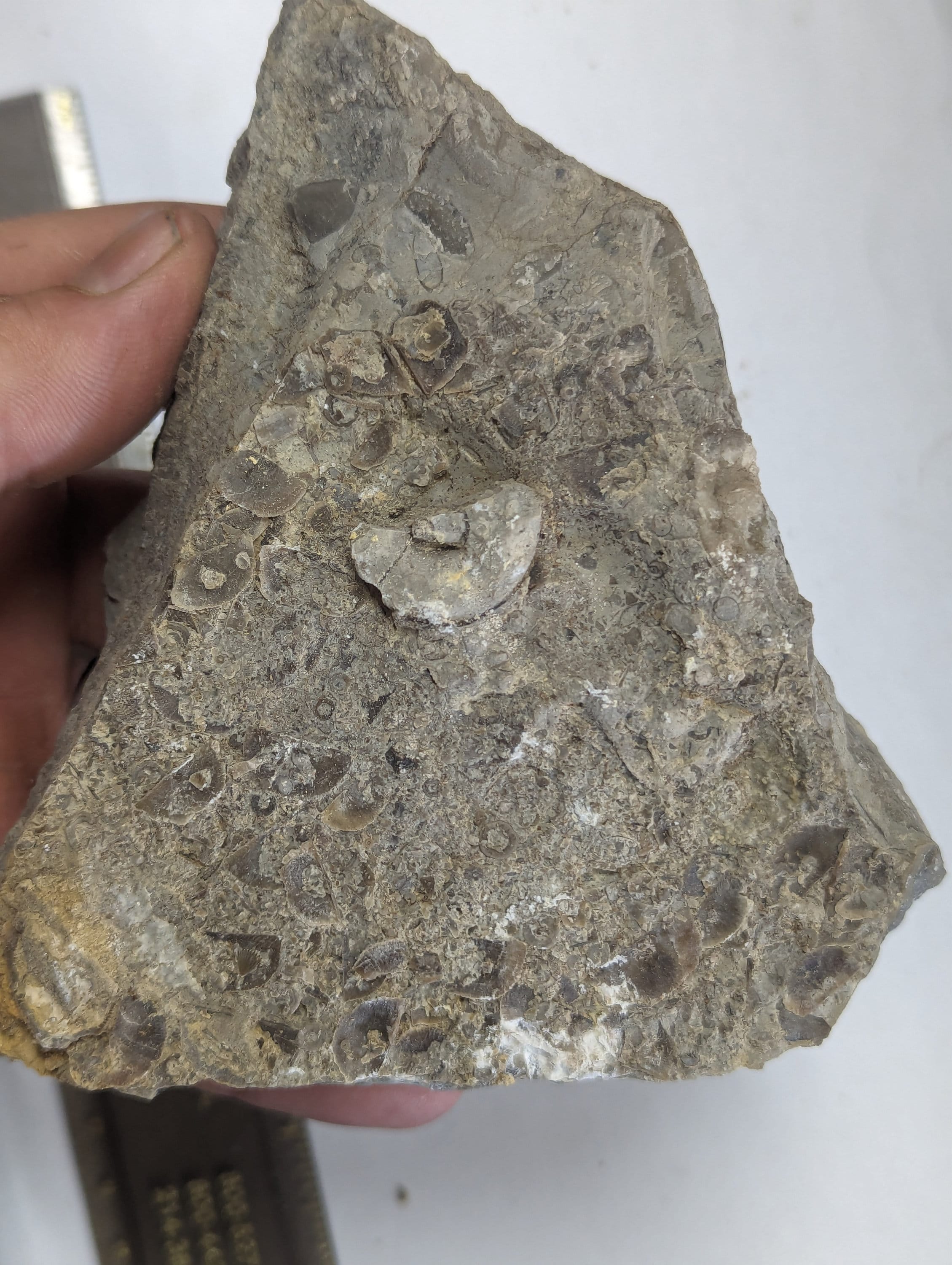 Large 1.3lb Fossil Shells, Coquina, in Limestone Matrix From Alabama - Etsy
