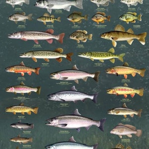 Süßwasser Spiel Fische Großes laminiertes Lernposter