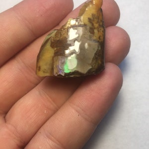 Rainbow Baculite Ammonite Fossil, El Paso County Colorado