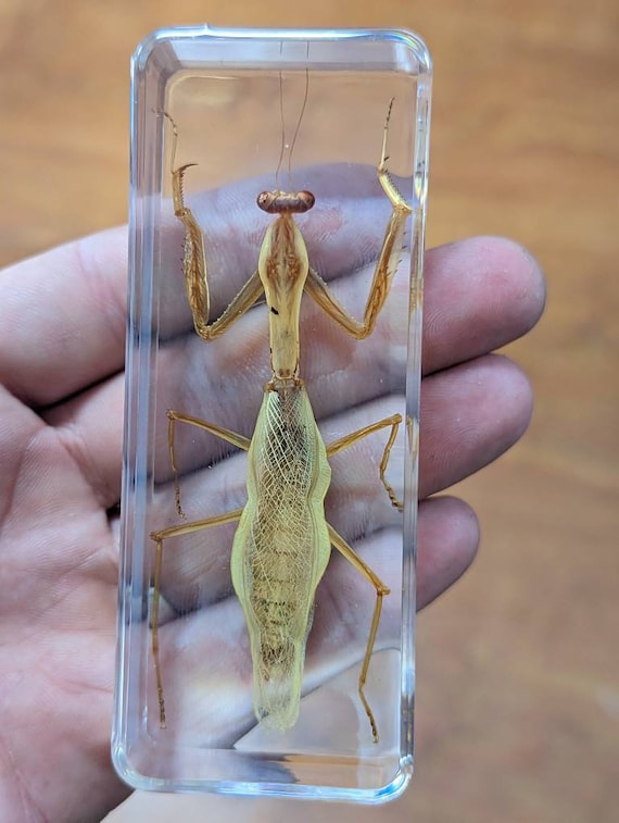 Large Praying Mantis - Cool Educational Gift for All - Modern Day