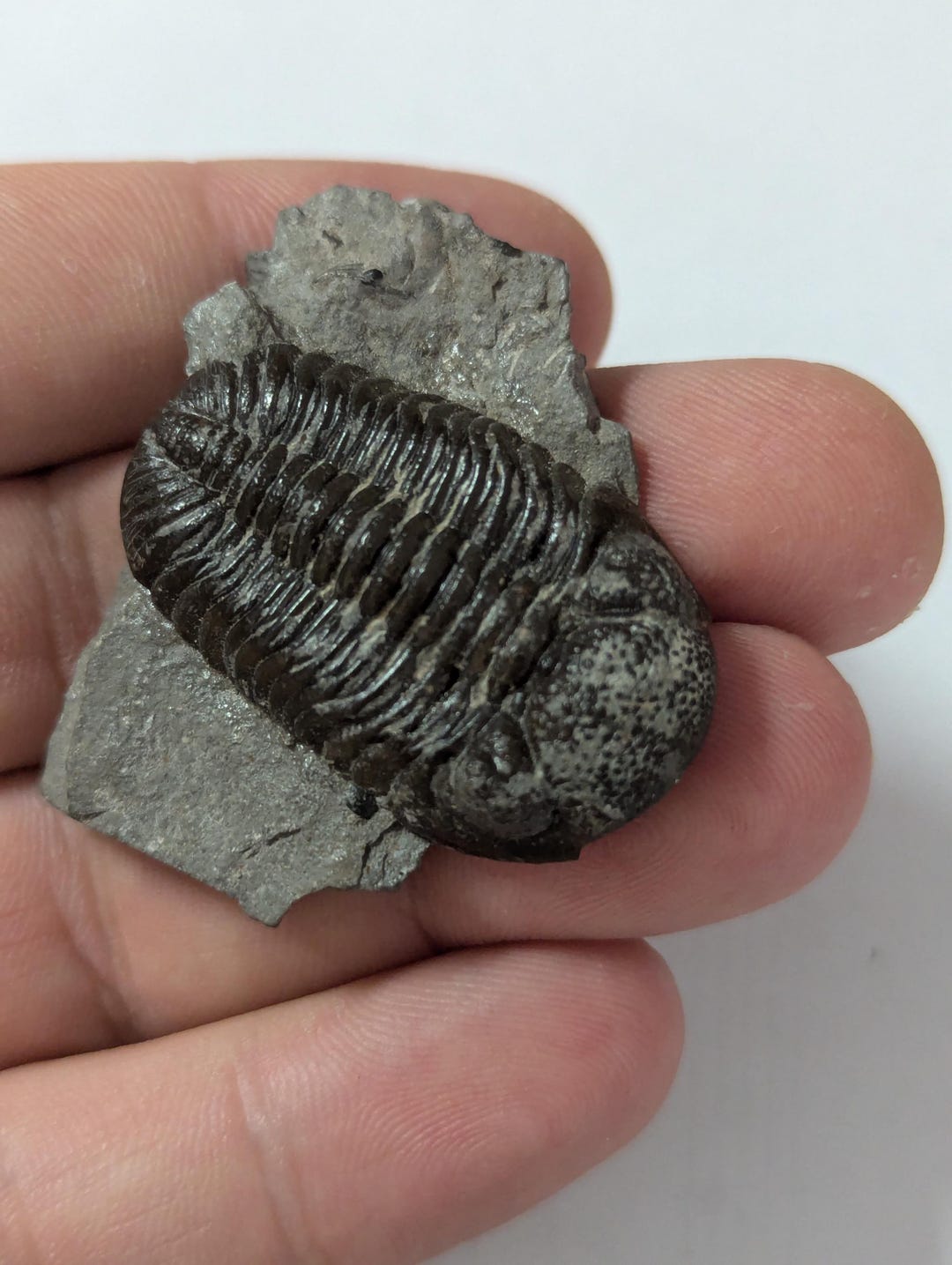 Phacops Rana Large Phacops Rana Trilobite From Buffalo New York - Etsy