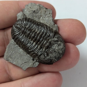 May include: A fossilized trilobite, a prehistoric marine arthropod, preserved in a gray rock matrix. The trilobite is dark brown and has a segmented exoskeleton.