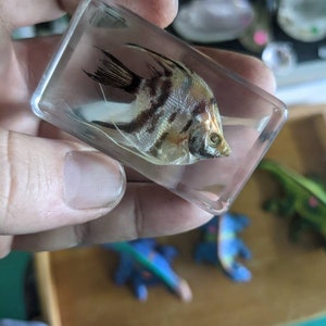 Anglefish (Pterophyllum Scalare) Fish - Modern Day Fossils