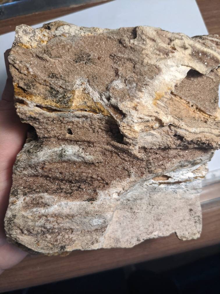 Huge 5.5lb Brilliant Wood petrified From Alabama Etsy