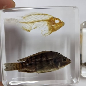 Modern Day Fossils - Fish w Fish Skeleton