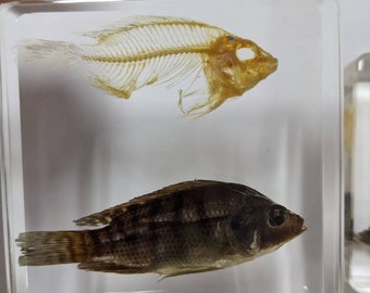 Fósiles de la época moderna: peces con esqueleto de pez