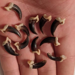 Coyote Claw