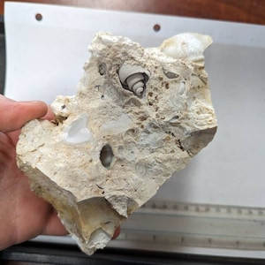 Large Coral, Turitella Shell Fossil Druzy Chalcedony, Dothan Alabama