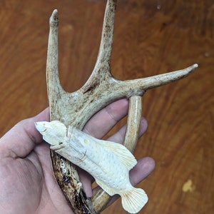 Fish on Antler, Deer Bone Carving by Tim Lourd