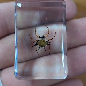 Spiny Spider - Educational Collectible, Real Creatures in Resin, Modern Day Fossil