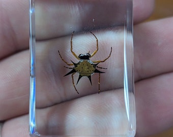 Spiny Spider - Educational Collectible, Real Creatures in Resin, Modern Day Fossil
