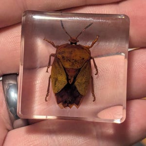 Op de afbeelding: Een bewaard bruin en geel insect met lange antennes is ingekapseld in een vierkant van helder hars.