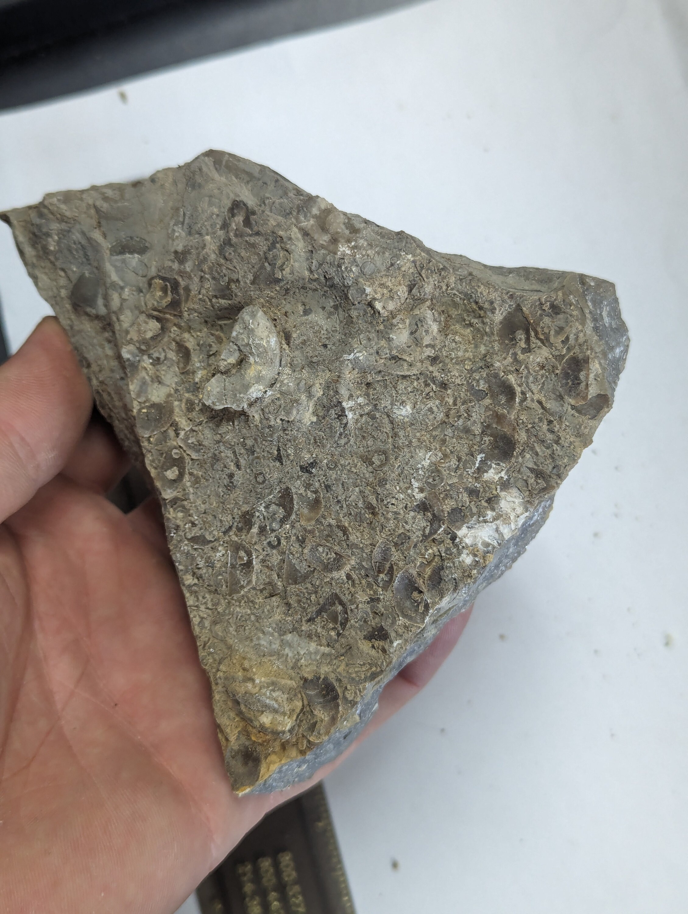 Large 1.3lb Fossil Shells, Coquina, in Limestone Matrix From Alabama - Etsy