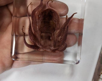 Modern Day Fossils - Octopus