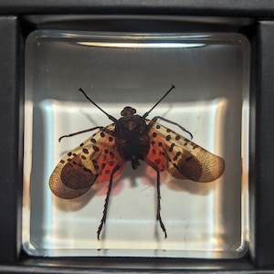Spotted Laternfly, Lycorma delicatula - Educational Collectible in Resin - Modern Day Fossils