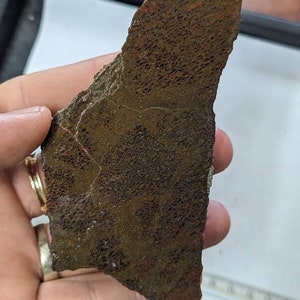 Large Agatized Dinosaur Bone Slab, Frill indention on back