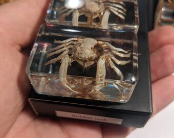 カニのコレクション - 現代の化石 - Etsy 日本