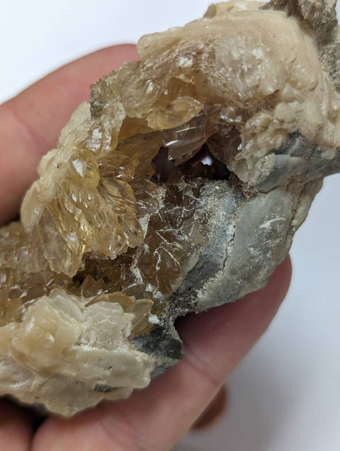Epic Fossil Clamshell Covered in Calcite Crystal Growth, Rucks Pit Fl ...
