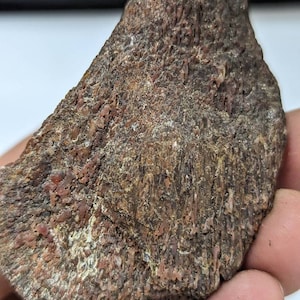 Large Agatized Dinosaur Frill Bone Specimen