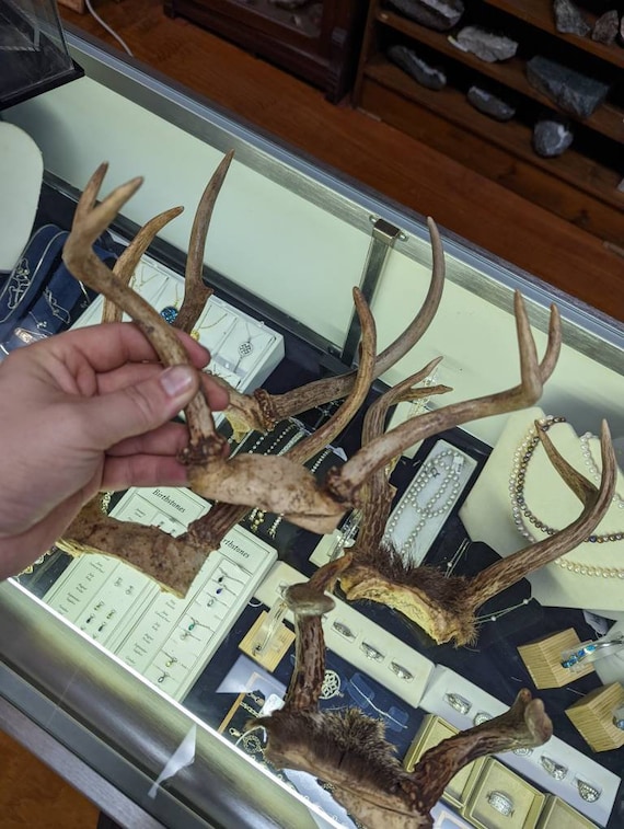 鹿の頭骨と角 鹿の頭骨標本 70cm 2本角