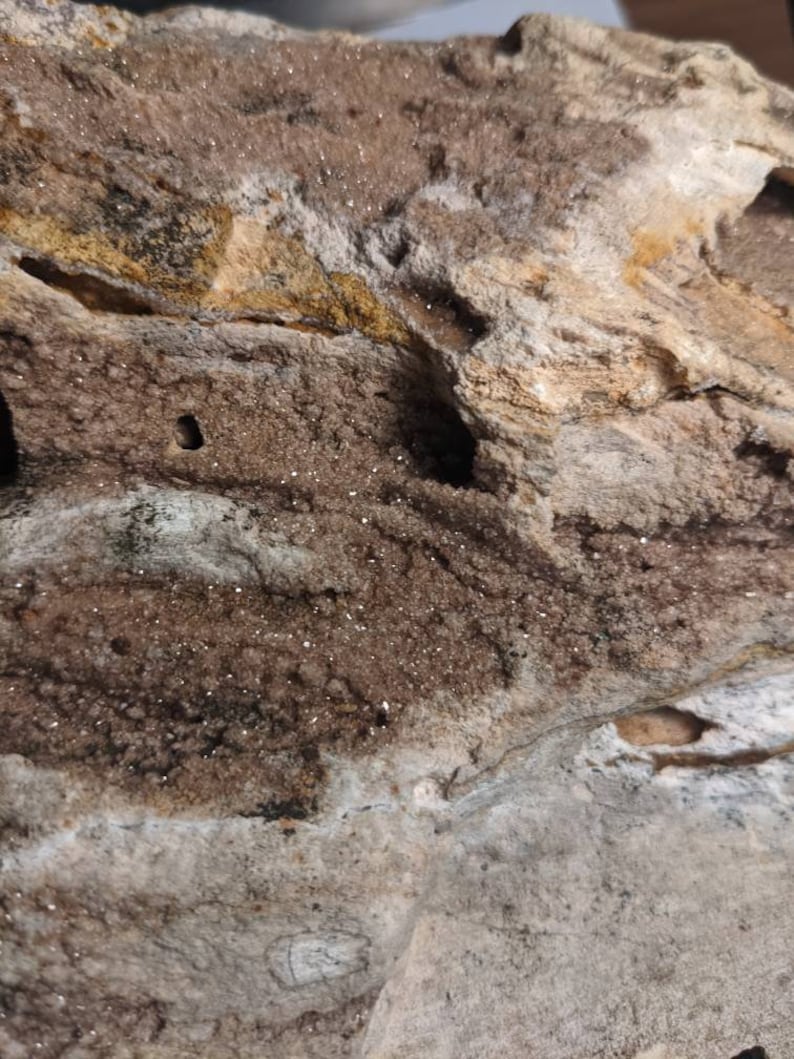 Huge 5.5lb Brilliant Wood petrified From Alabama Etsy