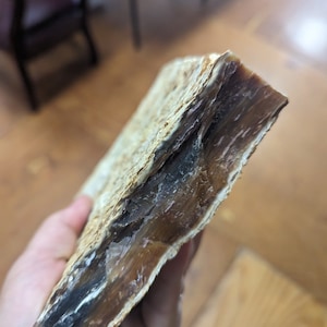 Riesiger 5.6lb Montana Achat Versteinertes Holz Rohstein zum Schneiden