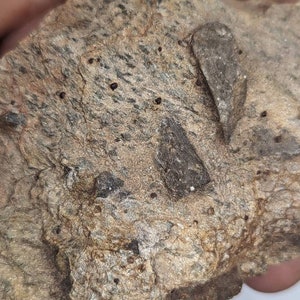 Fairy Cross Stones, Staurolite, In Matrix w Garnets, Virginia
