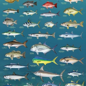 Salzwasser Spiel Fisch Großes laminiertes Lernposter