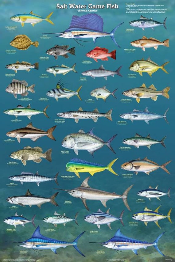 Salt Water Game Fish Large Laminated Educational Poster 