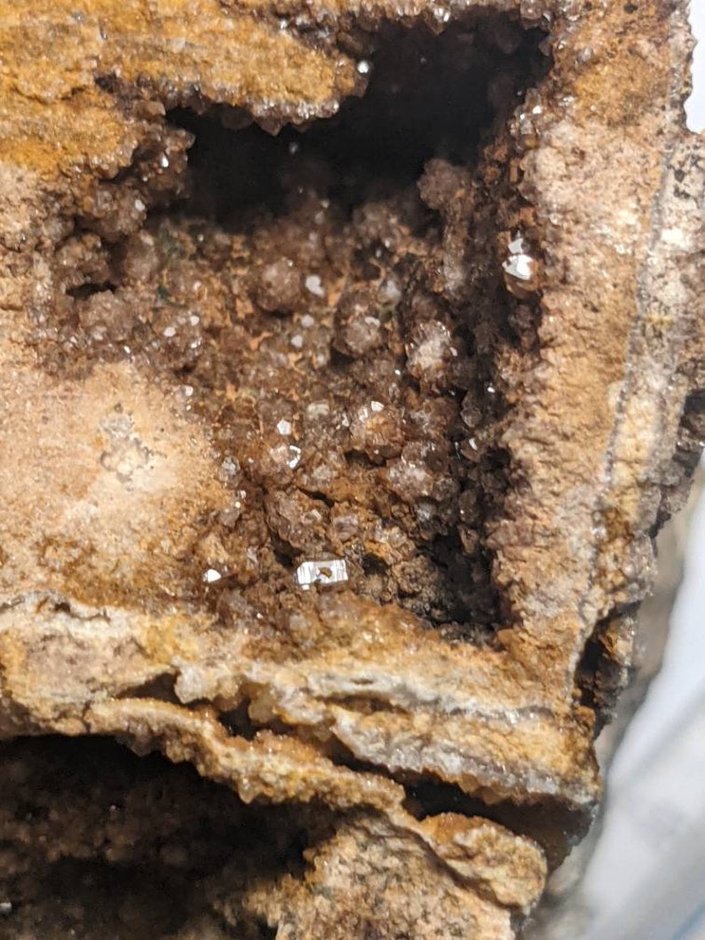 Huge 5.5lb Brilliant Wood petrified From Alabama Etsy