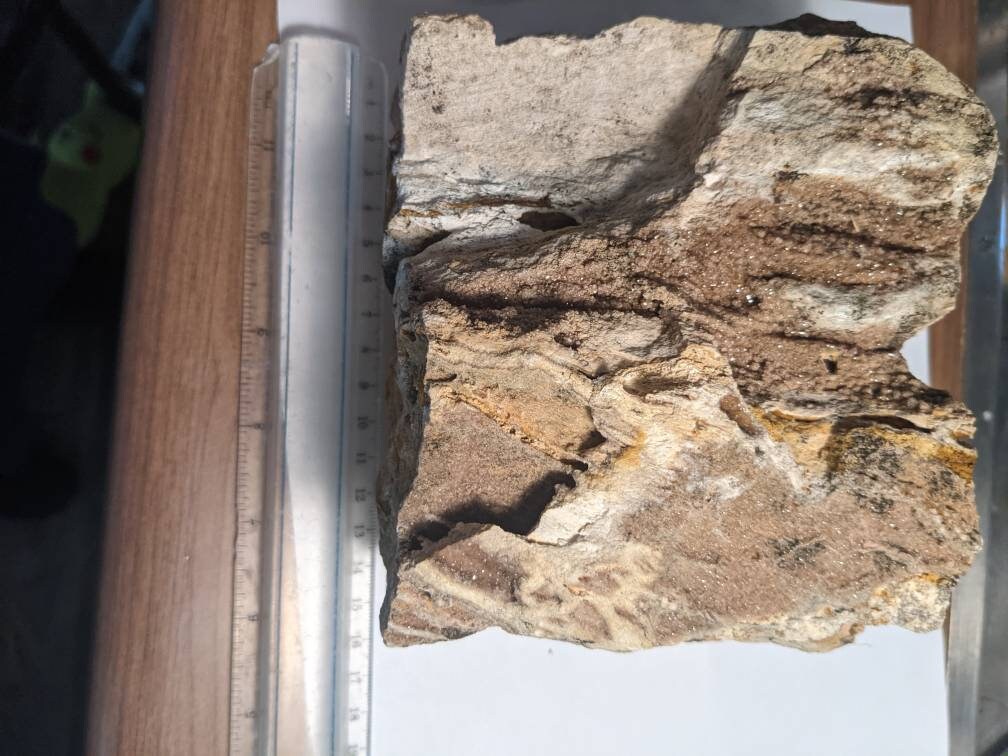 Huge 5.5lb Brilliant Wood petrified From Alabama Etsy