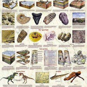 Introduction to Fossils Large Laminated Display Educational Poster