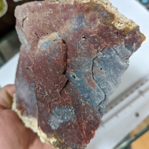 Large 2lb Red Coral Rough Specimen, Dothan Alabama