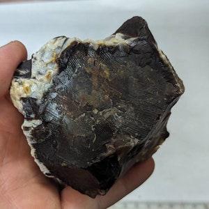 Large Chocolate Petrified Wood, Old Collection
