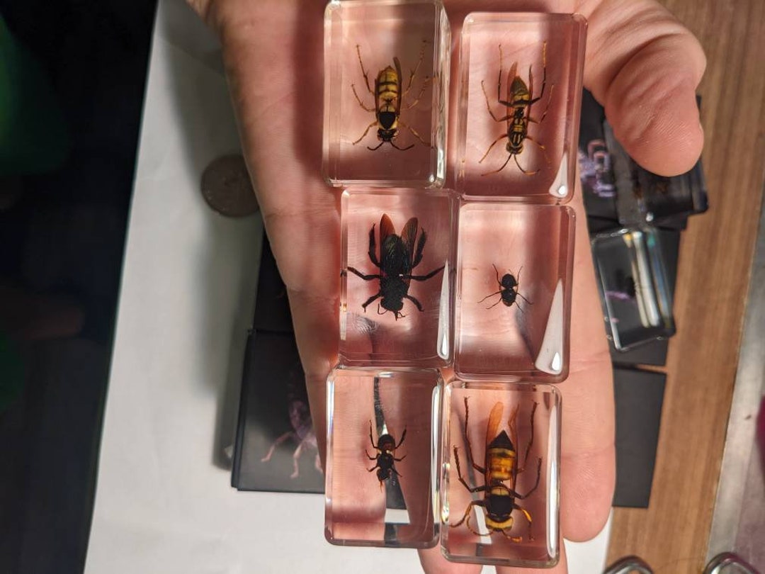 Flying Insect Collection - Modern Day Fossils - Wasp, Hornet, Bee, Fly ...