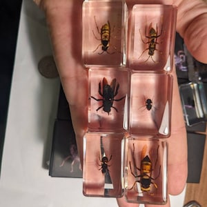 Flying Insect Collection - Modern Day Fossils - Wasp, Hornet, Bee, Fly