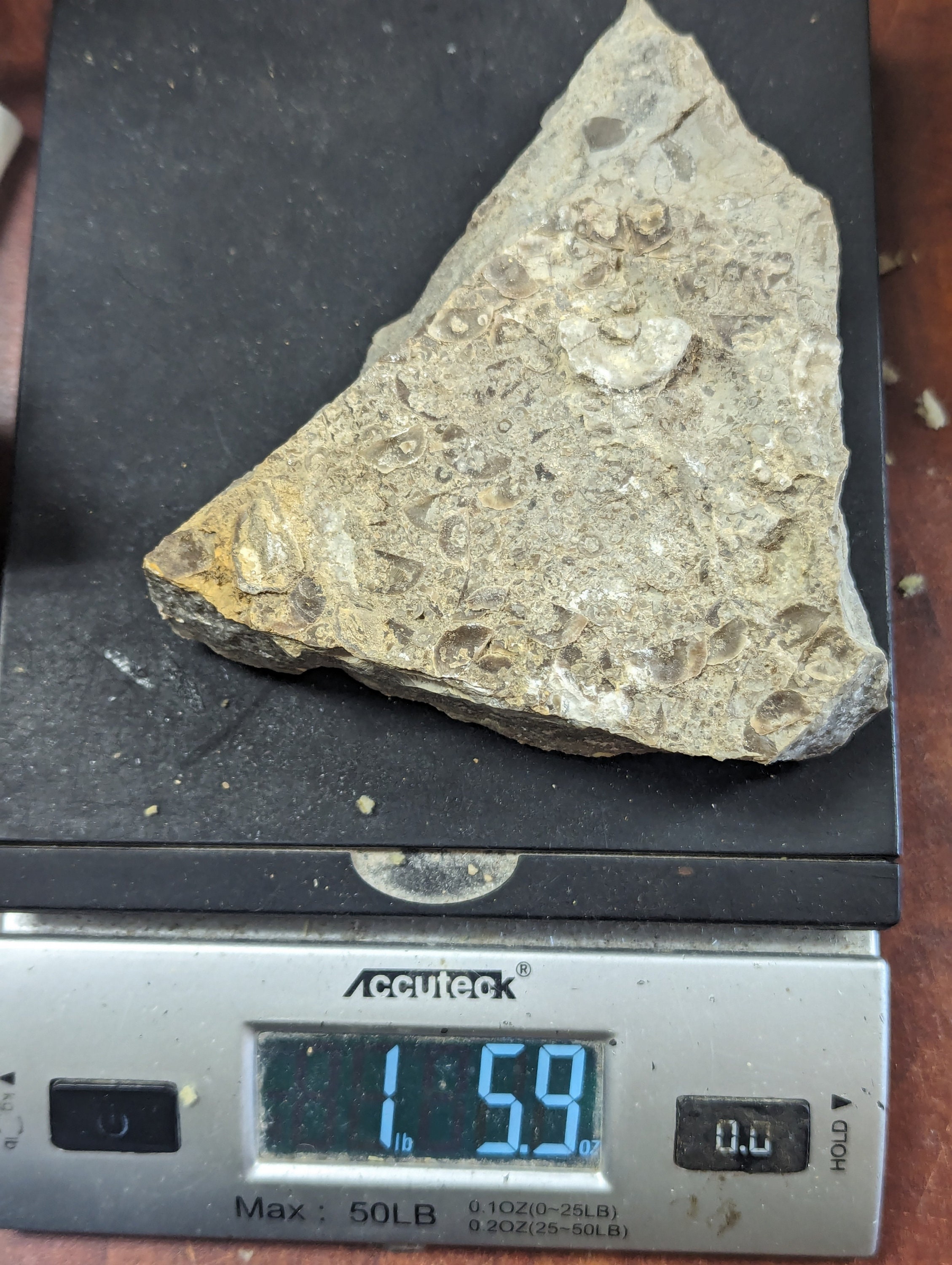 Large 1.3lb Fossil Shells, Coquina, in Limestone Matrix From Alabama - Etsy