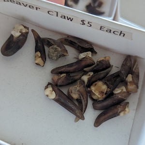 Puede incluir: Primer plano de una pequeña caja blanca llena de una colección de garras de castor marrones. La caja tiene una etiqueta que dice "Garra de castor $ 5 cada una".