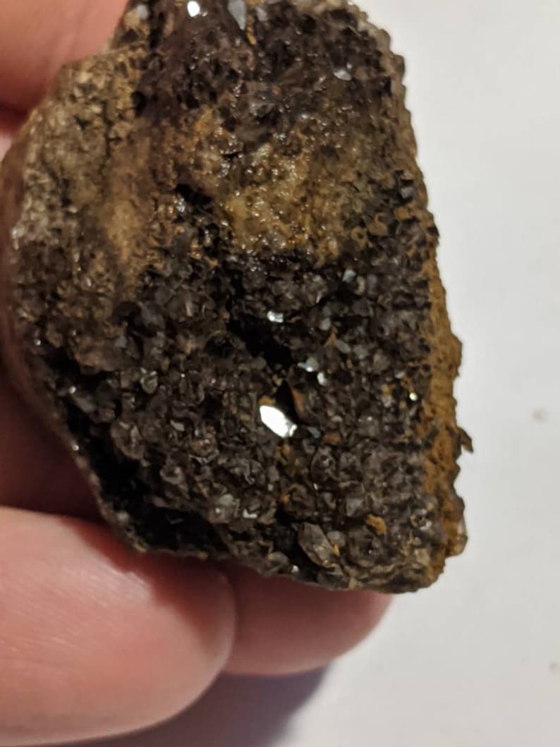 Brilliant Wood Petrified from Alabama