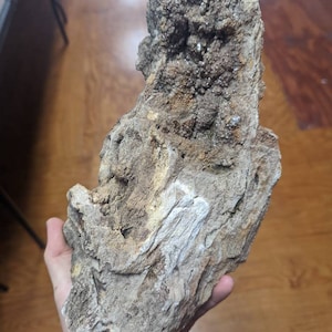 Huge 7.6lb Multisided Druzy Petrified Wood from Alabama