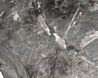 Ancient Fossil Plant on Shale Matrix PA