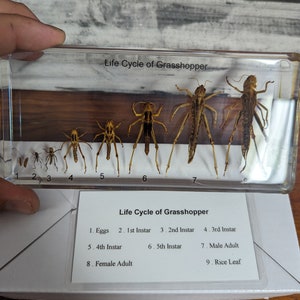 May include: A clear plastic box with a white background containing a life cycle of a grasshopper display. The display shows the different stages of a grasshopper's life, from eggs to adult. The text on the box reads "Life Cycle of Grasshopper".