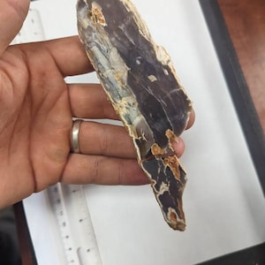 Petrified Wood slab