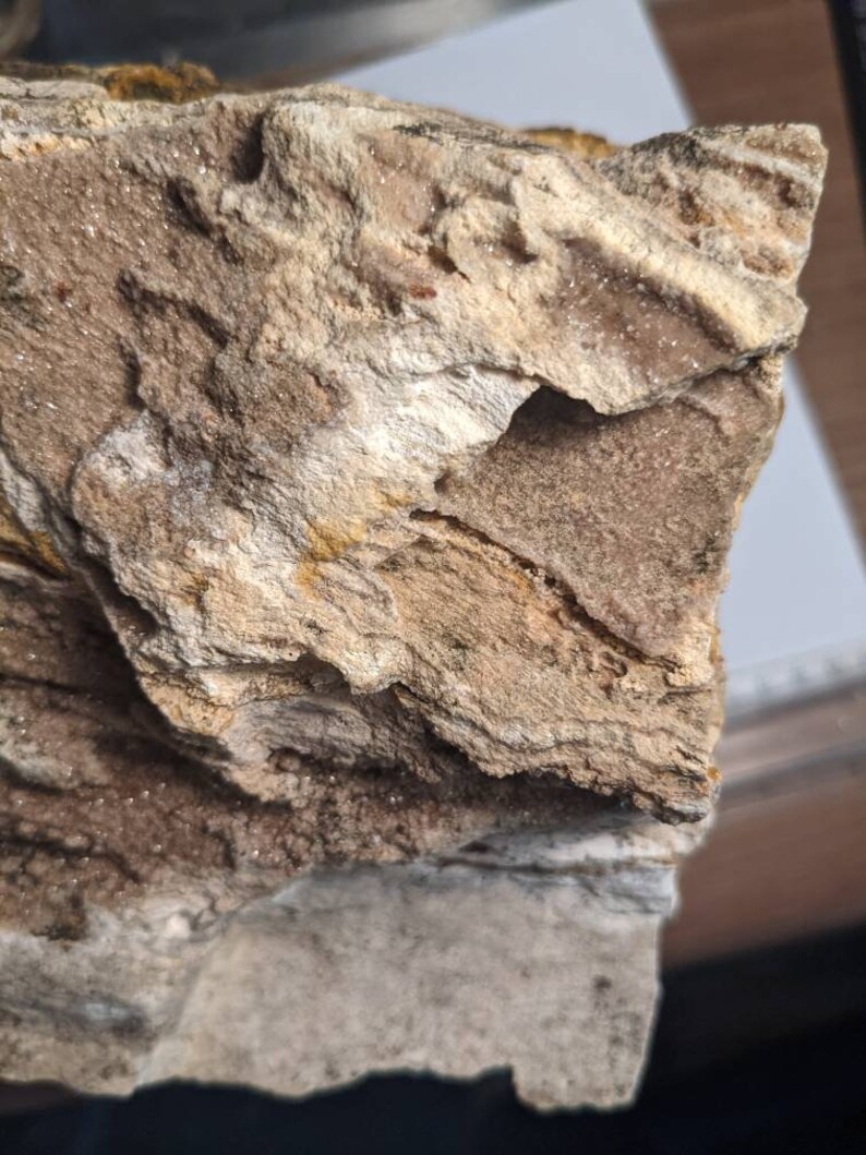 Huge 5.5lb Brilliant Wood petrified From Alabama Etsy