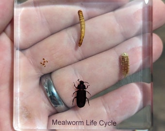 Life Cycle Seidenraupe Specimen - Harz Präparat 164x78x20mm