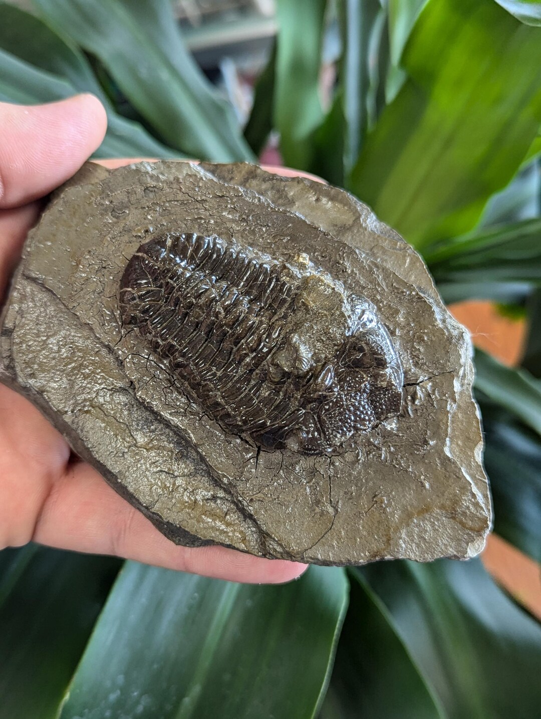 Huge Phacops Rana Trilobite From Buffalo New York - Etsy
