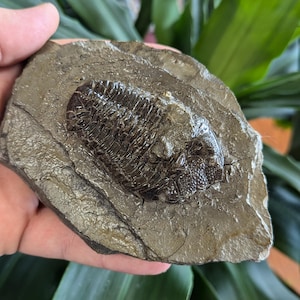 May include: A dark brown trilobite fossil embedded in a gray rock matrix. The fossil has a detailed, segmented body and is held in a hand against a blurred green background. The rock has a rough, textured surface.