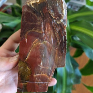 Large Polished Petrified Wood